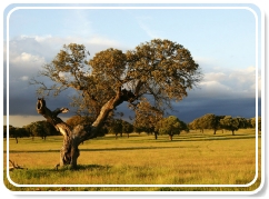 Espagne - Paysage d Estramadure